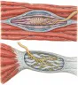 Un fus neuromuscular printre fibrele unui mușchi și un organ tendinos Golgi la trecerea mușchiului în tendon, cu fibrele nervoase.